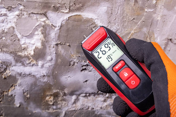 Best Mold Removal Company Near Me  in Gladeview, FL