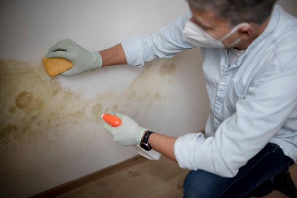 Office Mold Removal Services